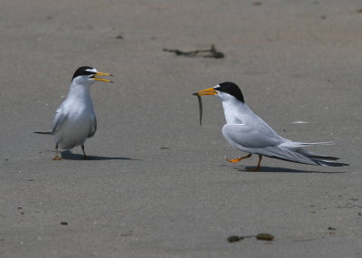 Least Tern