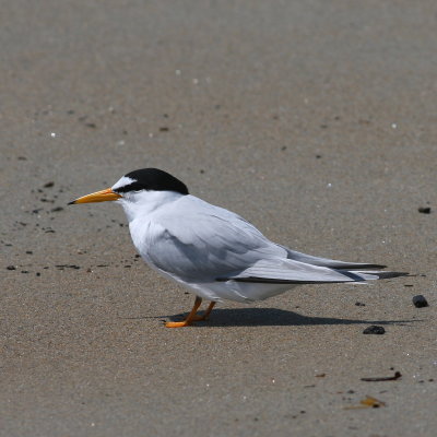 Least Tern