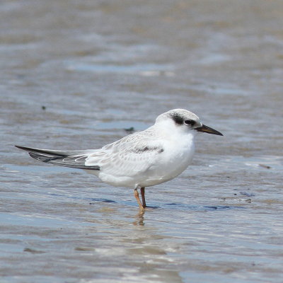 juv Least Tern