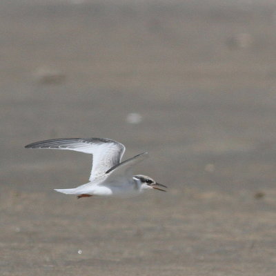 juv Least Tern