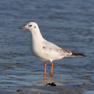 Black-headed Gull