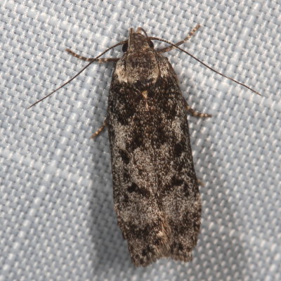 Hodges#2243 * Pale-headed Aspen Leafroller Moth * Anacampsis niveopulvella