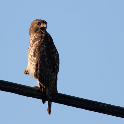 Red-shouldered Hawk / juvenile