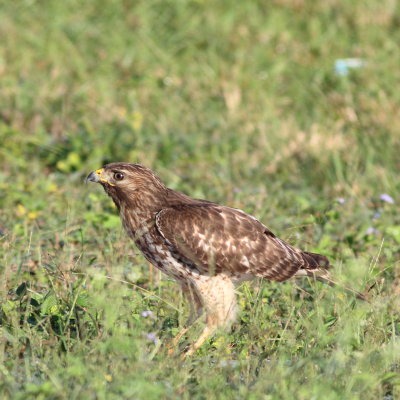 Red-shouldered Hawk / juvenile
