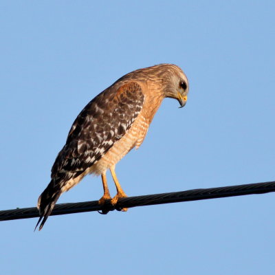 Red-shouldered Hawk