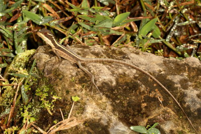 Brown Basilisk / Juvenile before developing crests