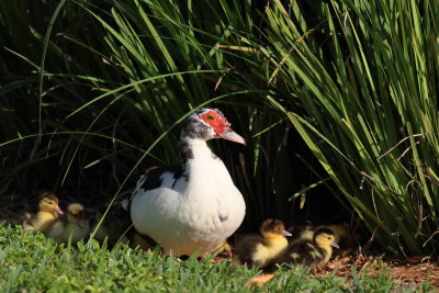 Muscovy Duck