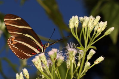 Zebra Heliconian