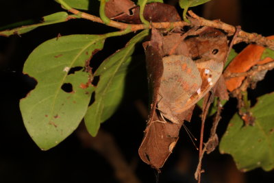 Florida Purplewing