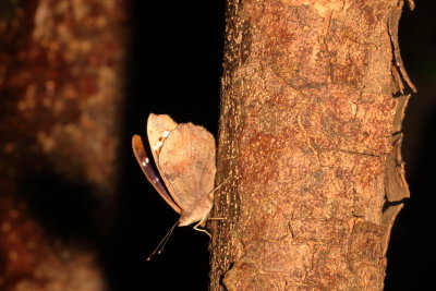 Florida Purplewing