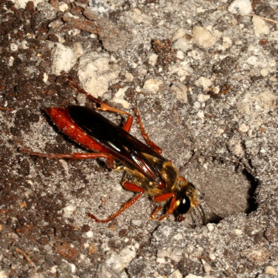Sphex jamaicensis * Jamaican Digger Wasp