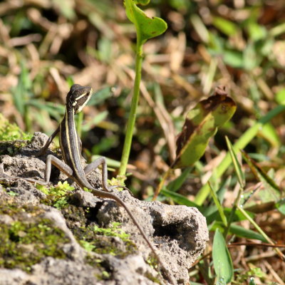 Brown Basilisk / Juvenile before developing crests