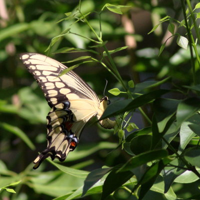 Eastern Giant Swallowtail