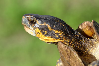 Florida Box Turtle