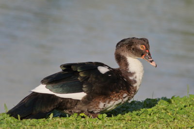 Muscovy Duck