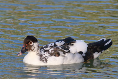 Muscovy Duck