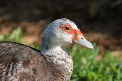 Muscovy Duck