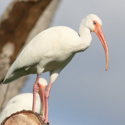 White Ibis