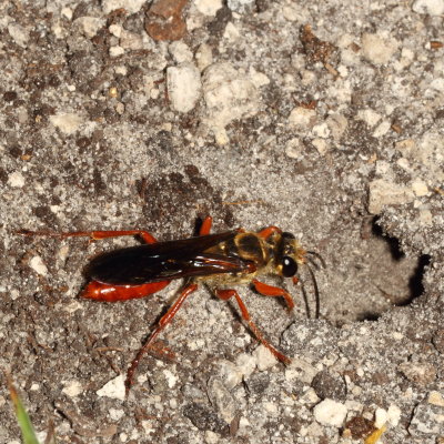 Sphex jamaicensis * Jamaican Digger Wasp
