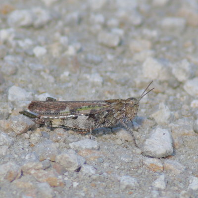 Southern Green-striped Grasshopper ♀ * Chortophaga viridifasciata australior
