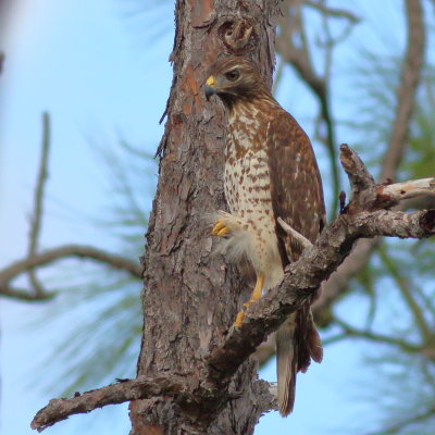 Red-shouldered Hawk