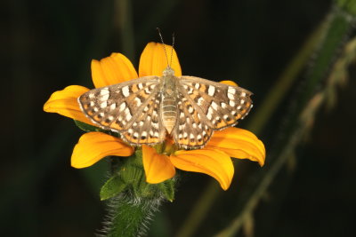 Palmer's Metalmark