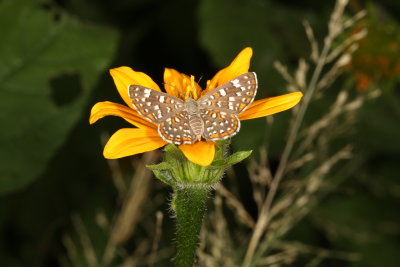 Palmer's Metalmark