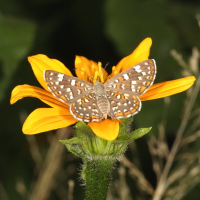 Palmer's Metalmark