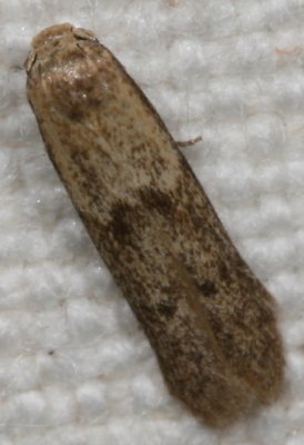 Hodges#1246 * Pigritia murtfeldtella