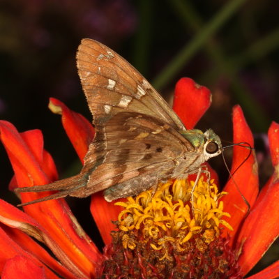 Long-tailed Skipper
