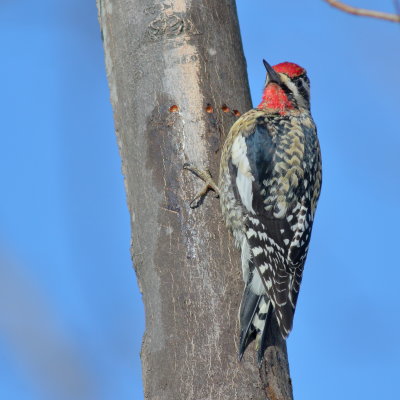 Yellow-bellied Sapsucker 