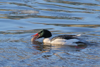 Common Merganser ♂