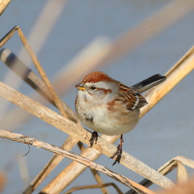 American Tree Sparrow