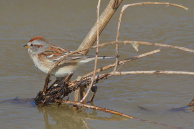 American Tree Sparrow