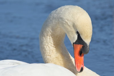 Mute Swan