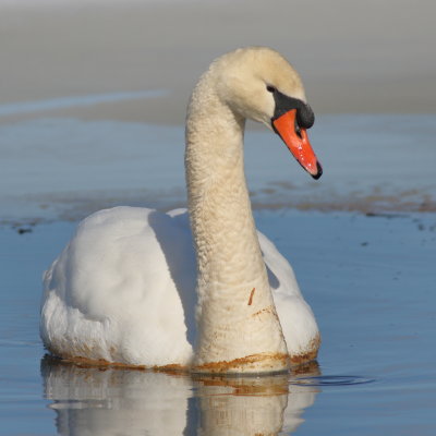 Mute Swan