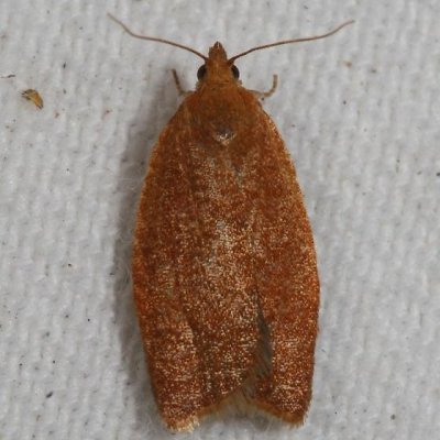 Hodges#3683 * Privet Tortrix * Clepsis consimilana ♀