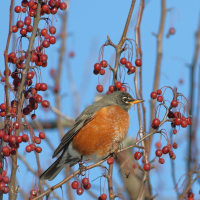 American Robin