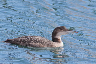 Common Loon