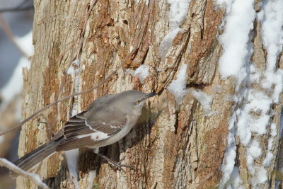 Northern Mockingbird