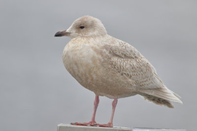 Iceland Gull