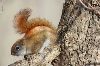 Red Squirrel