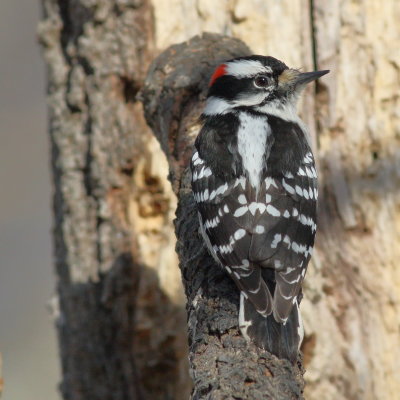 Downy Woodpecker ♂