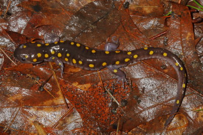 Spotted Salamander