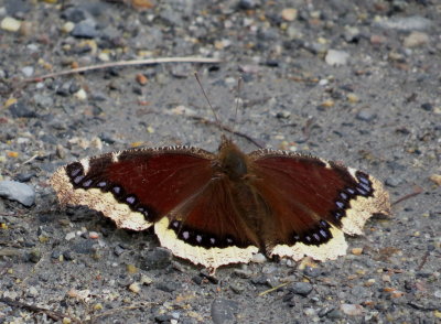Mourning Cloak