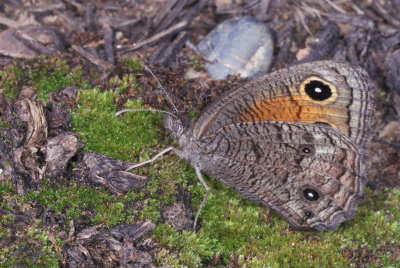 Mead's Wood-Nymph