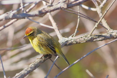 Palm Warbler