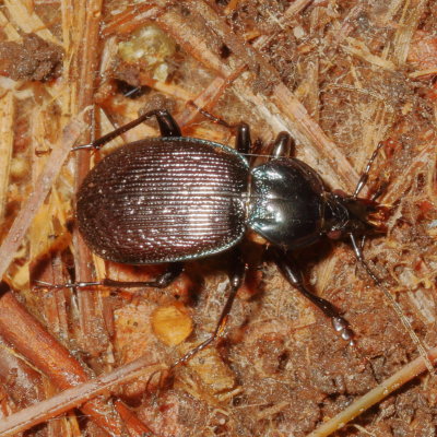 Subfamily Carabinae