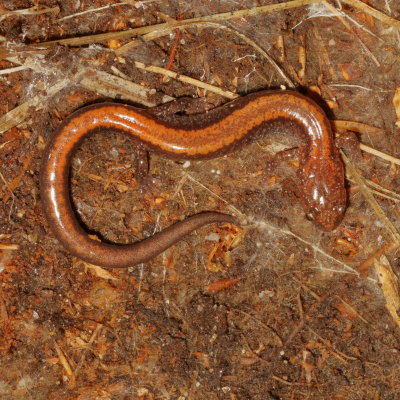 Eastern Red-backed Salamander 