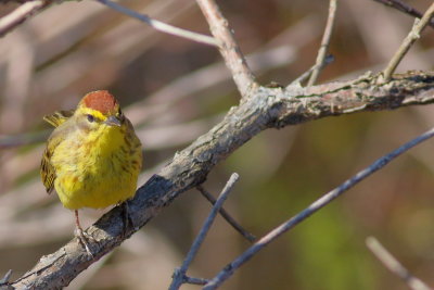 Palm Warbler